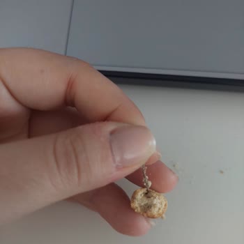 Ülker Altınbaşak Grissini İçerisinde Yabancı Madde