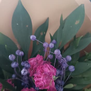 Tazecicek.com Dan Çiçek Sipariş Etmeyin