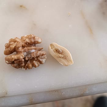 Davut Selim Gıda Küflü Ve Kurtlu Çerez