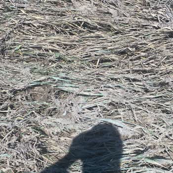 Tarsim Poliçemizdeki Hasar Tespiti Sorunu: Eksperin Yanlış Kararı