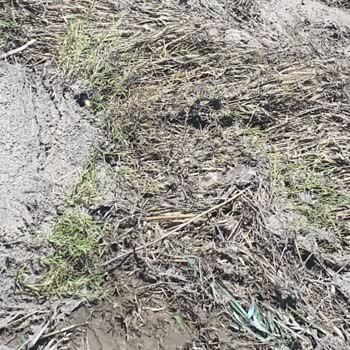 Tarsim Poliçemizdeki Hasar Tespiti Sorunu: Eksperin Yanlış Kararı