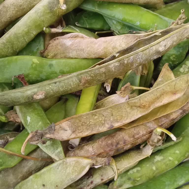 Migros Online Çürük/bozuk Manav Ürünleri