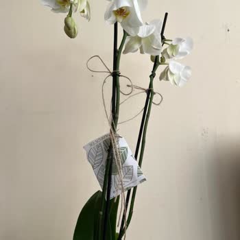 Taze Çiçek Solmuş Cılız Görseldekiyle Alakası Yok