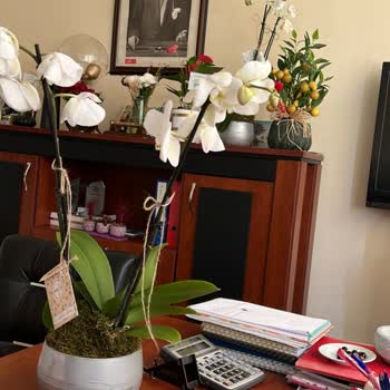 Taze Çiçek Solmuş Cılız Görseldekiyle Alakası Yok