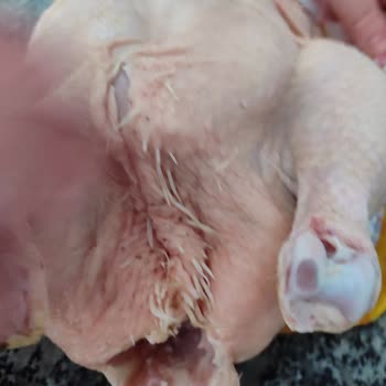 Erpiliç Tavuğun Üzerinde Fazlaca Tüy Var
