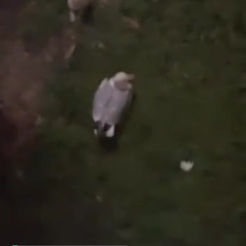 Alo 153 Hayvan Ambulansı Başında Kedi Bekleyen Yaralı Martı!