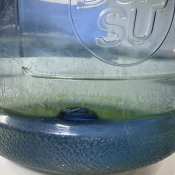 Mumcular Derya Su Mikrop Yuvası