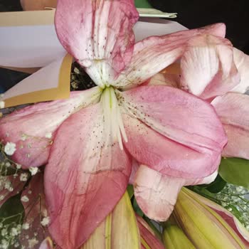 ÇiçekSepeti Lütfen Görerek Ve Koklayarak Çiçek Alın.