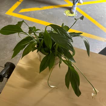 Çiçek Sepeti Kusurlu Ürün