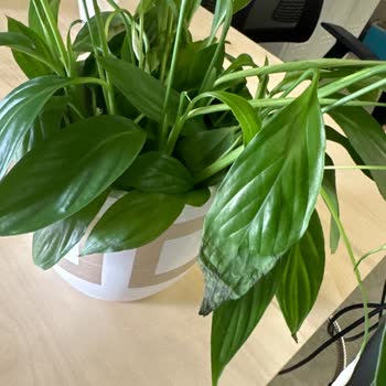 Çiçek Sepeti Kusurlu Ürün