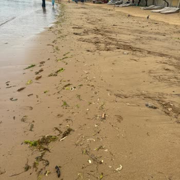 İhlas İhlas Armutlu İşletmecilerin İlgisizliği