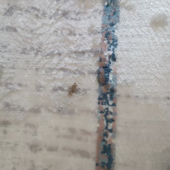 @Meryemcee_home Adlı Hali Sayfası Ve Sitesi Pişmanlıktır