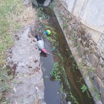 Köyceğiz Belediyesi Caddelerde Kanallar Kanallarda Çöpler, Mikroplar.