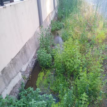 Köyceğiz Belediyesi Caddelerde Kanallar Kanallarda Çöpler, Mikroplar.
