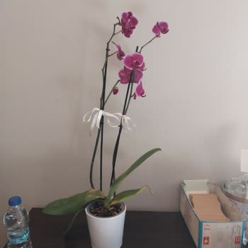 Çiçek Sepeti'nin Gönderdiği Kurumuş Orkideler