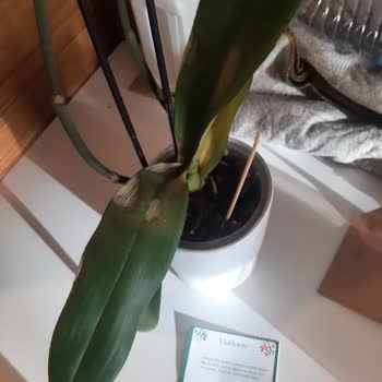 Çiçek Sepeti'nin Gönderdiği Kurumuş Orkideler