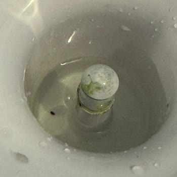 Kuzeyden Su Yosunlaşma Ve Yeşillenme