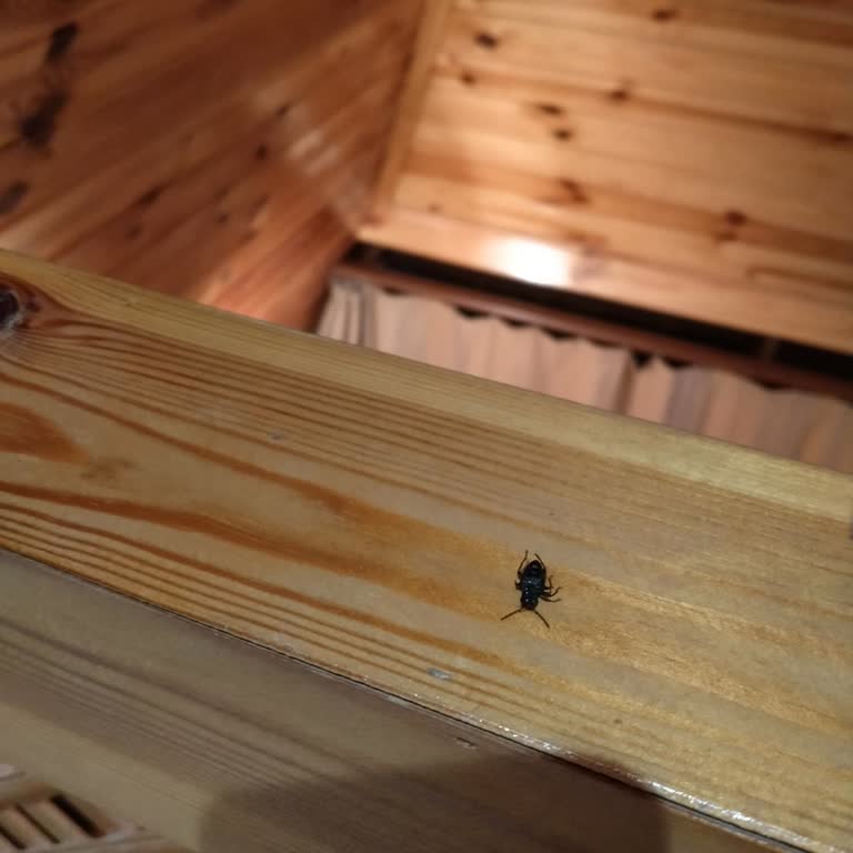 Pyramid Bungalov Pyramid Sapanca Tahta Kurusu Faciası