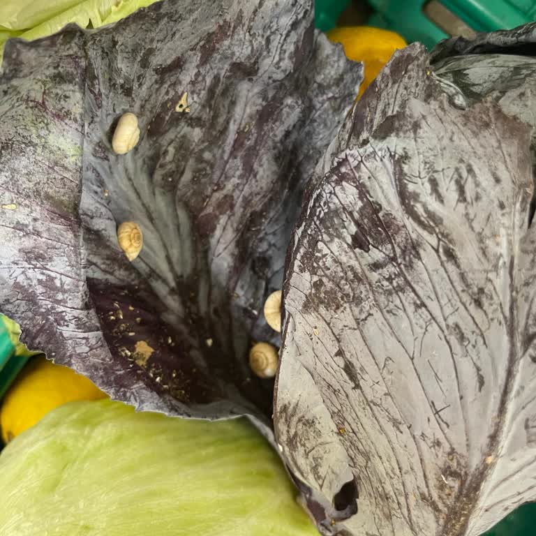 Migros'ta Salyangozlu Mor Lahana