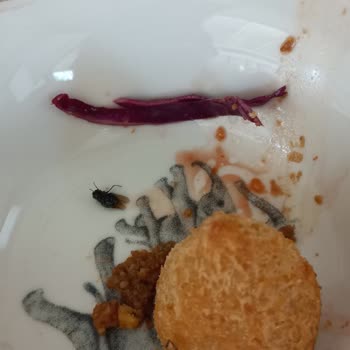 Porsi10 Sinekli İçli Köfte