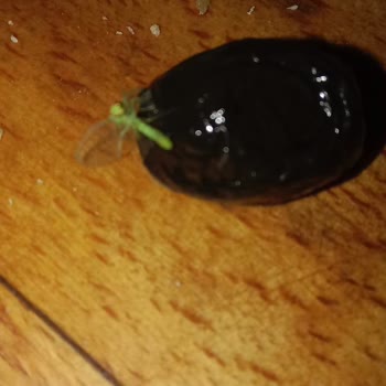 BİM Marketten Alınan Zeytinlerde Böcek Sorunu