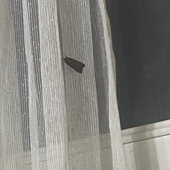 İBB - İstanbul Büyükşehir Belediyesi Acil İlaçlama Lütfen