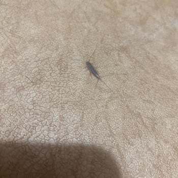 İBB - İstanbul Büyükşehir Belediyesi Acil İlaçlama Lütfen