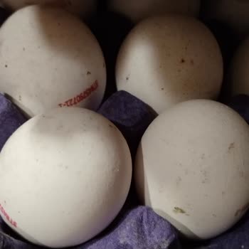 Metro Grossmarket Süt Ürünleri Ve Yumurta