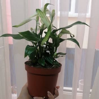 Migros Sanal Market Ürün İadesi Saçmalığı, Vurdumduymazlığı