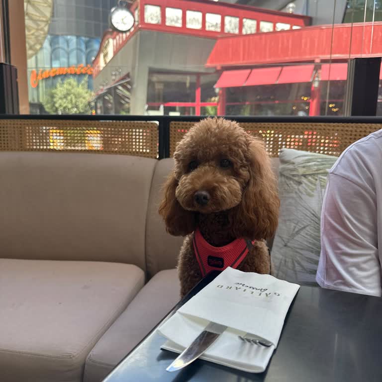 The Galliard Hayvansever Bir Mekan Arıyoruz