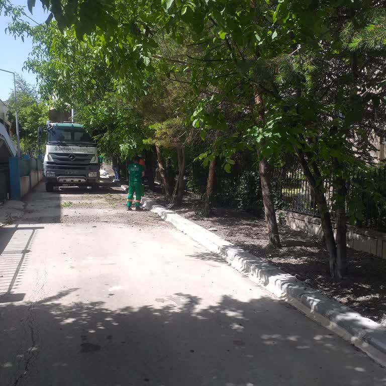 Çankaya Belediyesi Ağaçlarımızı Gömerek Öldürmek