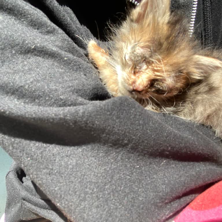 Gaziosmanpaşa Belediyesi GOP Belediye Veterinerinin Kediyi İyileştirdiğini Bilgilendirmemesi