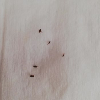 Tarsus Belediyesi Depo Temizliği Ve İlaçlama