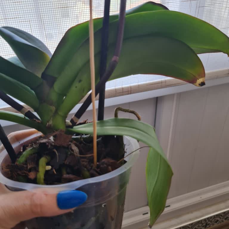 Çiçek Sepeti Antalya Kepez Şubesi Şikayet