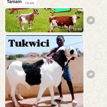 WhatsApp +237 Rahatsız Edici Mesaj