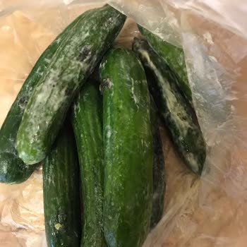 Bosch Buzdolabı Buz Tutma Problemi Ve Kuşadası Servisinin Sorumsuzluğu