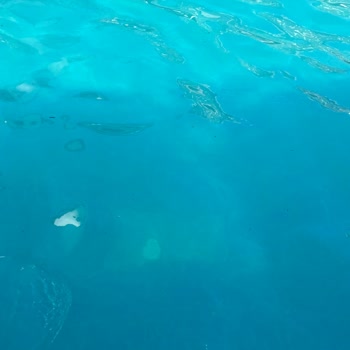 Jolly Tur Un Sattığı Jura Otel Çok Kotu