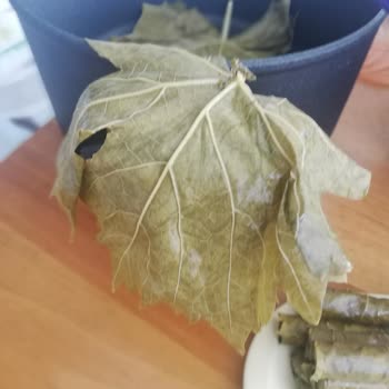 Koy_mahsulleri (Instagram) Koy Mahsulleri'nden Aldığım Salamura Yaprakların Kalitesi Hayal Kırıklığı Yarattı
