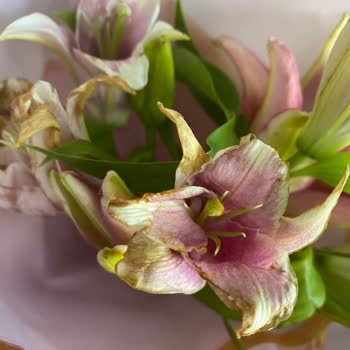 Çiçek Sepeti Pişmanlığı