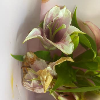 Çiçek Sepeti Pişmanlığı