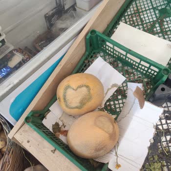 Akuğur AVM Kayapa Şubesi Manav Reyonu!