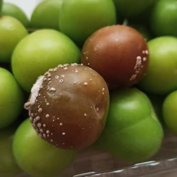 Getir'den Küflü Erik!