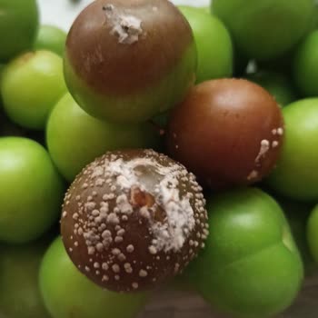 Getir'den Küflü Erik!