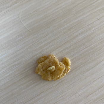 Ülker Başdaş Dan Aldığım Kellogg's Dan Bir Sür Kurt Çıktı.