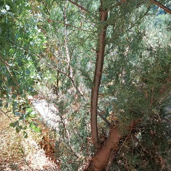 İBB - İstanbul Büyükşehir Belediyesi Mezarlık Temizliğinin Yapılmaması