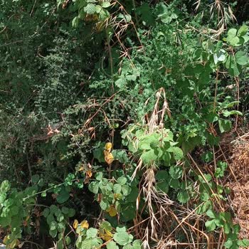 İBB - İstanbul Büyükşehir Belediyesi Mezarlık Temizliğinin Yapılmaması