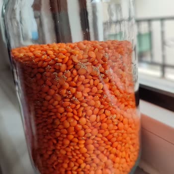 Yayla Bakliyat Mercimek İçinde Sarı Renkte Tomurcuklar Nedir?