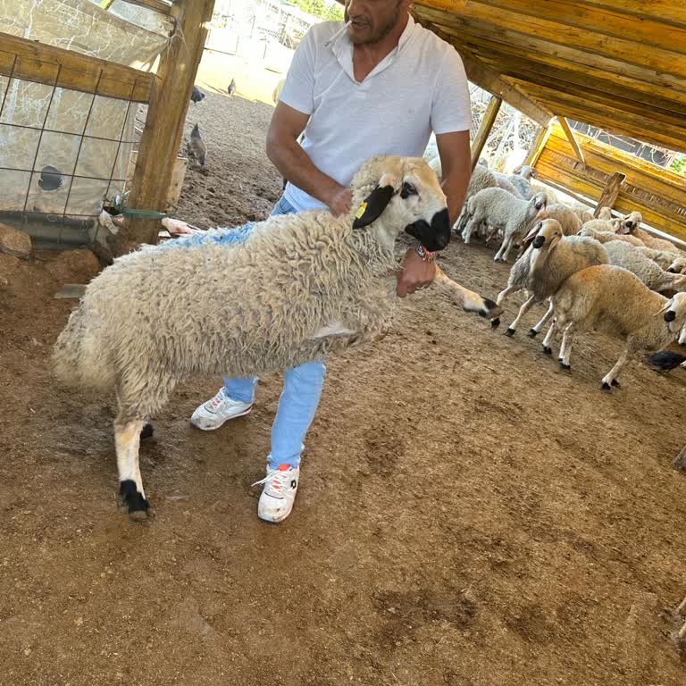 Çankaya Yıldız Et Sorun Yaşama