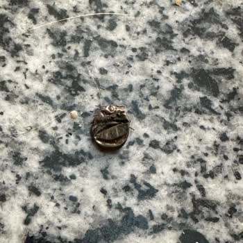 İBB - İstanbul Büyükşehir Belediyesi Sokak Hayvanı İnsanları Rahatsız Ediyor Saldırıyor Hırlıyor