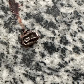 İBB - İstanbul Büyükşehir Belediyesi Sokak Hayvanı İnsanları Rahatsız Ediyor Saldırıyor Hırlıyor